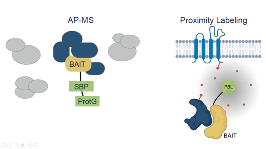 Mapping plant protein-protein interactions by AP-MS and proximity labeling