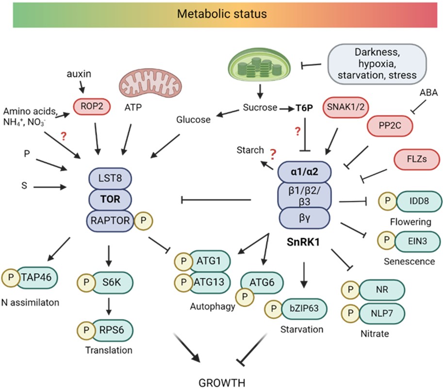 TOR and SnRK1 signaling