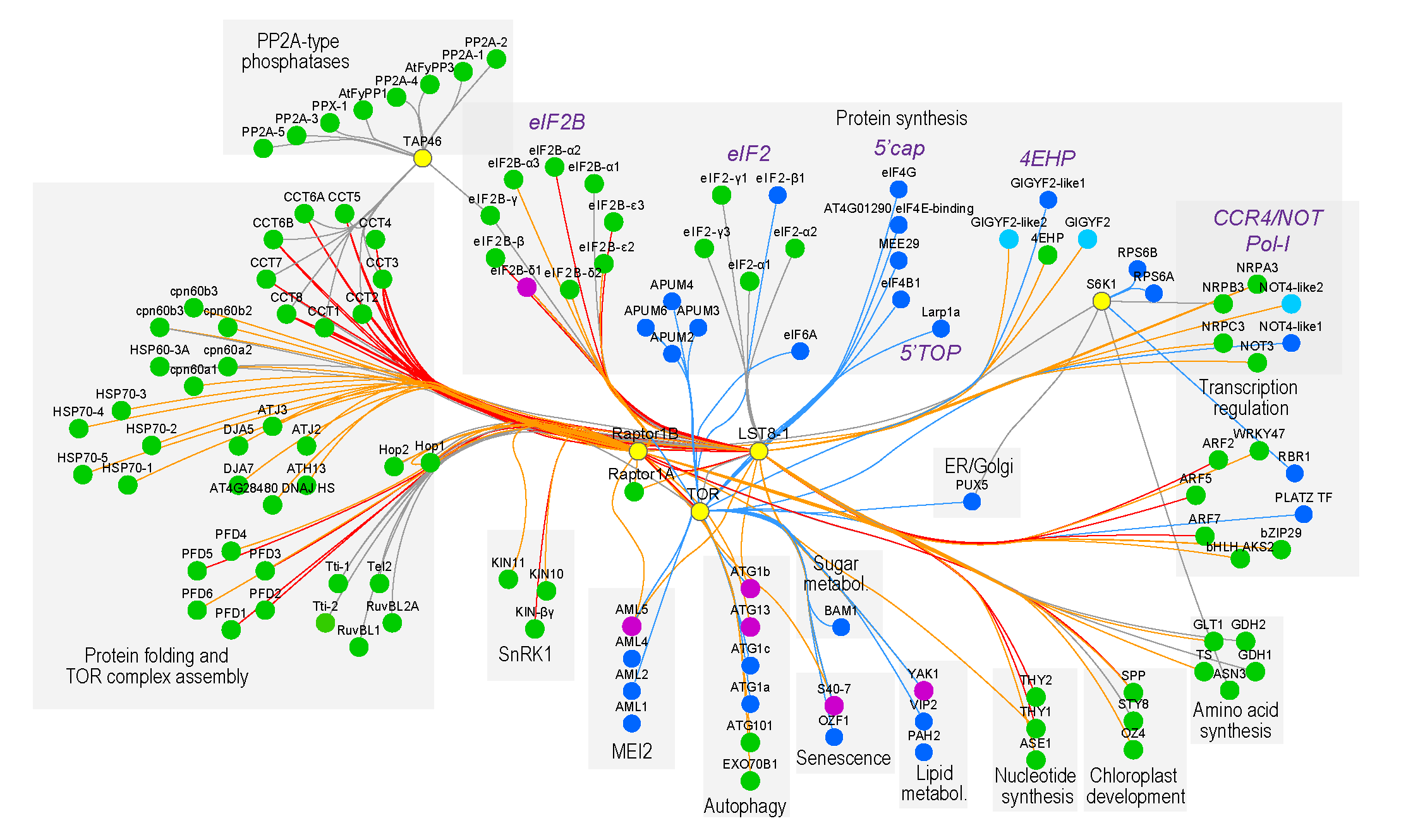 Mapping the TOR signaling network through integration of AP-MS and phosphoproteomics