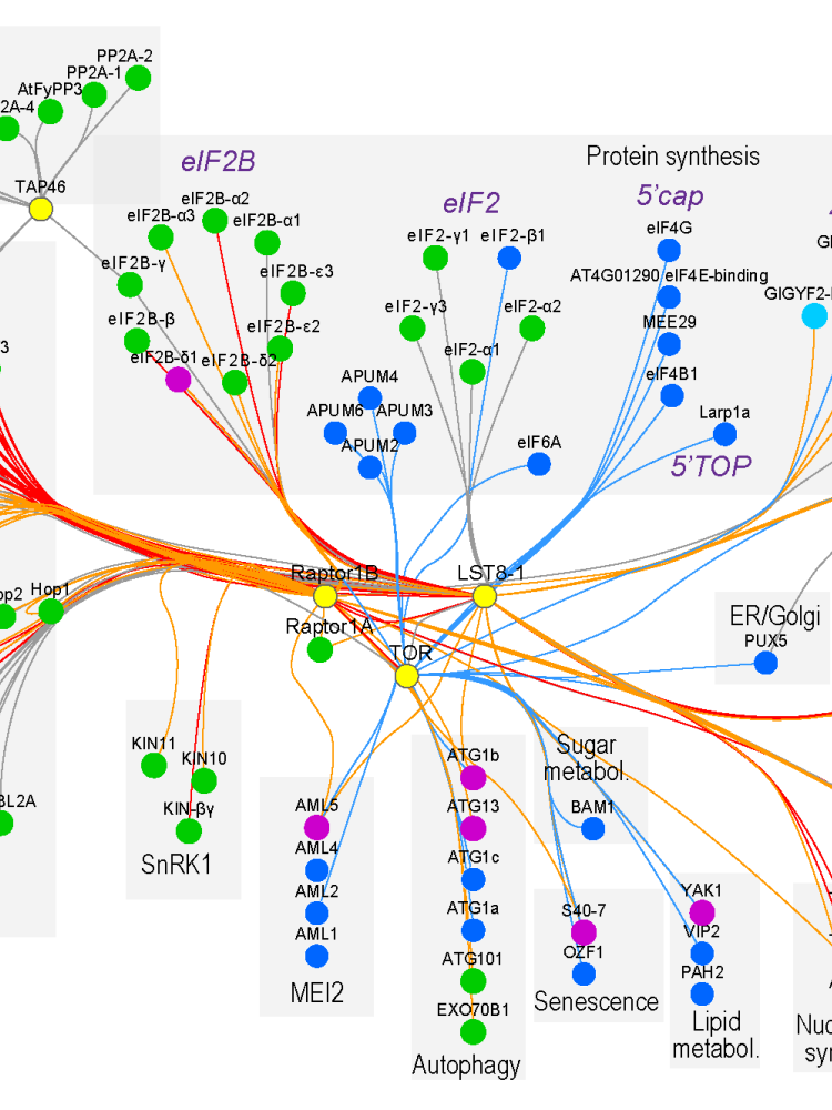 Mapping the TOR signaling network through integration of AP-MS and phosphoproteomics 