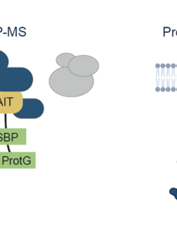 Mapping plant protein-protein interactions by AP-MS and proximity labeling