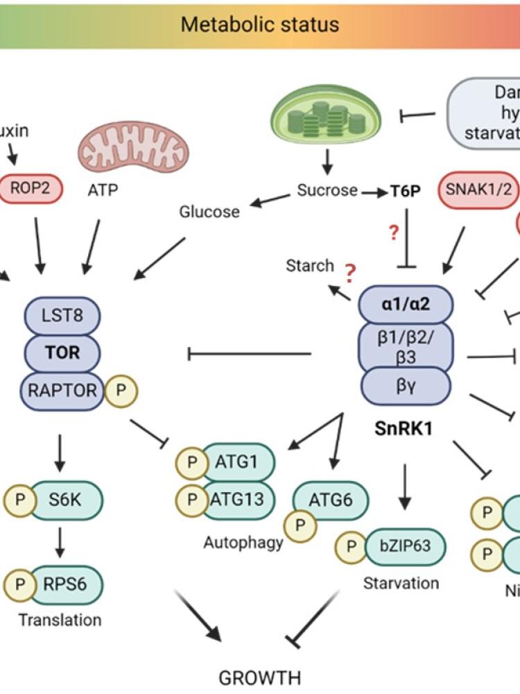 TOR and SnRK1 signaling